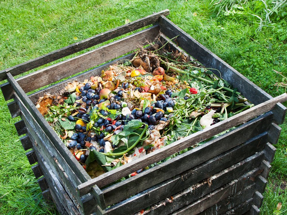 Image of a compost bin, full of food scraps, surrounded by green grass.